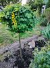 Laburnum anagyroides