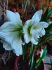 Amaryllis hippeastrum "Snow White"