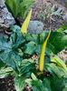 Arum maculatum(rodul pământului)