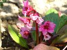 bergenia Flirt