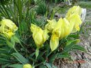iris reichenbachii