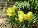 iris reichenbachii
