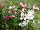 malus Pomzai