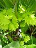 Acer Shirasawanum "Aureum"