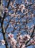 Ornamental Peach Tree (2020, Apr.02)