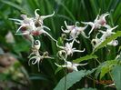 epimedium Domino