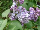 syringa Nadezhda