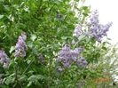 syringa Clarks Giant