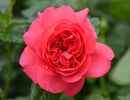 Christopher Marlowe (tufa) 60