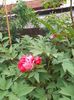 IMG20240417185702