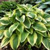 hosta