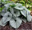 Brunnera macrophylla Silver Heart