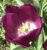 Tulip (2020, April 17)