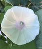 Morning Glory (2020, Sep.07)