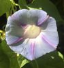 Morning Glory (2020, Aug.07)