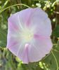 Morning Glory (2021, Sep.13)