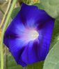 Morning Glory (2021, Sep.20)