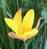 Tulipa clusiana Chrysantha (2021 Apr.30)