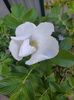 Rosa rugosa alba(măceș japonez)