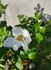Rosa rugosa alba(măceș japonez)
