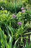 Allium gladiator