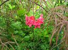 Azalea mollis Feuerwerk