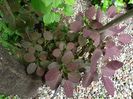Cotinus Royal Purple