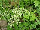 Cornus controversa variegata