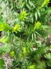 tisa, Taxus baccata