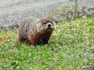 Marmota-Marmotte
