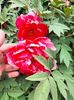 IMG20240421172552