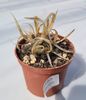 Tephrocactus papyracanthus - 10 lei