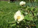 paeonia mlokosewitschii