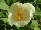 paeonia mlokosewitschii