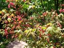 acer palmatum Asahi Zuru