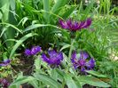 centaurea Amethyst Dream