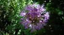 Allium