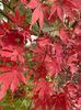 Acer palmatum Bloodgood (2021, Nov08)