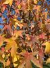 Liquidambar styraciflua (2021, Oct.27)