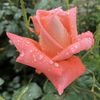 Bright Salmon Rose (2021, June 08)