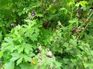 Geranium pheum Klepper și Samobor