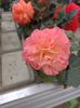 Img.2024.04.26