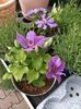 Img.2024.04.26- clematis ❤️