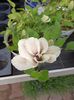 Img.2024.04.26-clematis❤️