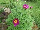 paeonia maximoweitschii