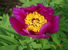 paeonia maximoweitschii