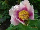 paeonia mlokosewitschii hybrid