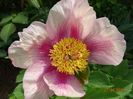 paeonia mlokosewitschii hybrid