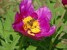 paeonia maximoweitschii