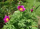 paeonia maximoweitschii